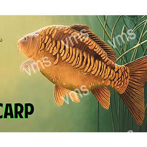 A striking mirror carp with distinct scale patterns swims.