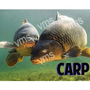 Two carp fish swimming underwater in clear water.