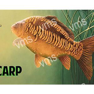 A striking mirror carp with distinct scale patterns swims.