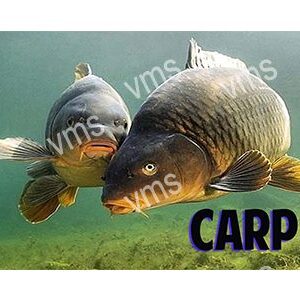 Two carp fish swimming underwater in clear water.