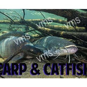 Carp and catfish resting underwater amid branches.