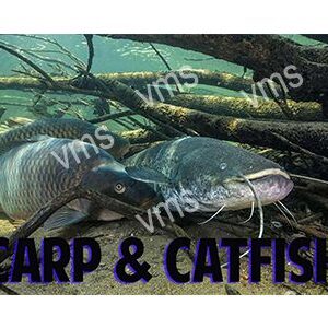 FISH004-CARP-AND-CATFISH-18X12