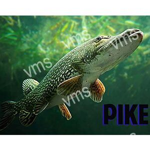 FISH005-PIKE-18X12